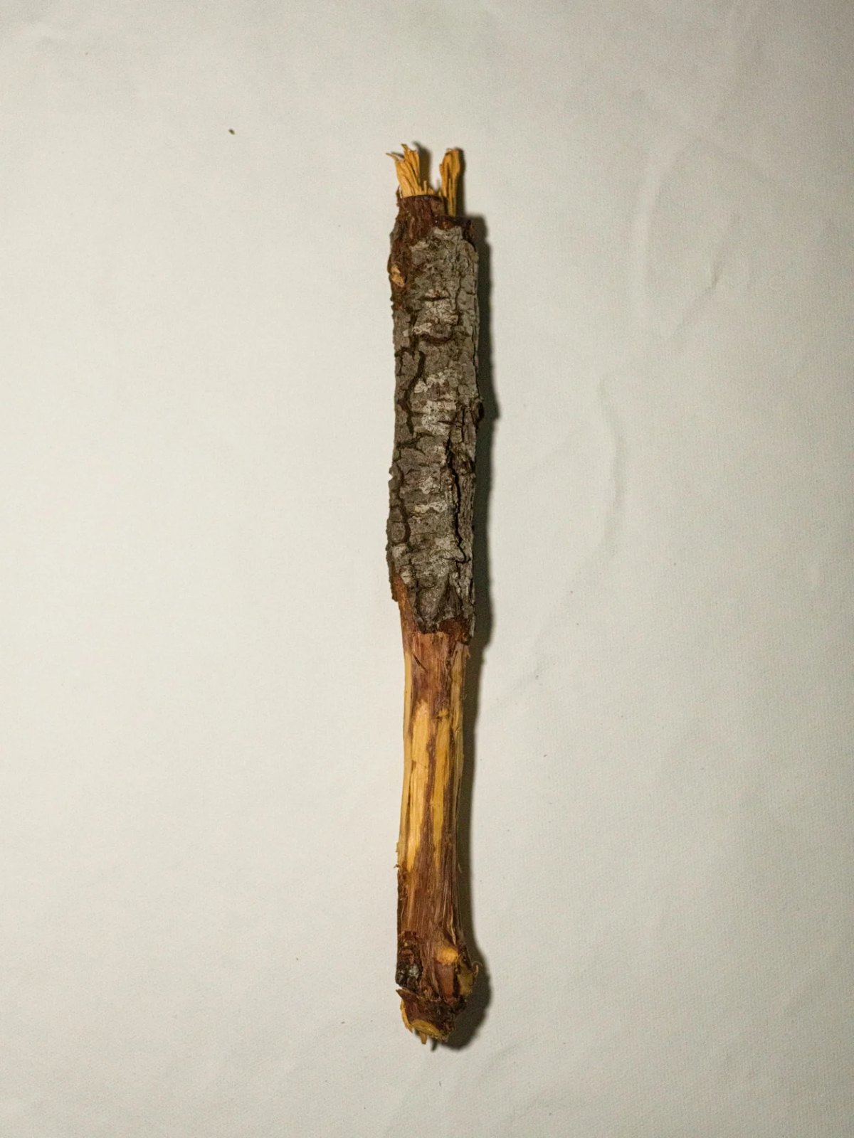 A raiz de Jurema-preta, presente da Cacica Senhora Pankararé, de Paulo Afonso.